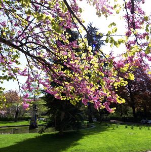 Foto: Página oficial Real Jardín Botánico