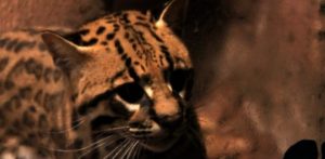 Foto: Web oficial de Faunia