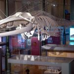 Foto: Museo Nacional de Ciencias Naturales