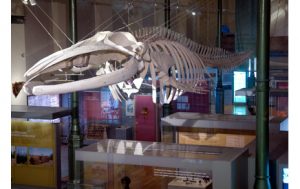 Foto: Museo Nacional de Ciencias Naturales
