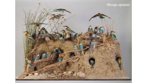 Foto: Museo Nacional de Ciencias Naturales