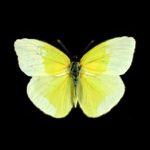 Foto: Museo Nacional de Ciencias Naturales