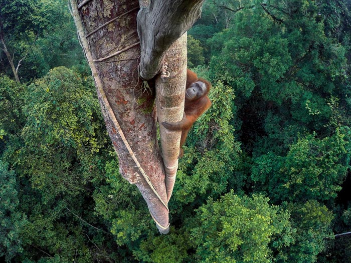 Las mejores fotografías sobre naturaleza se encuentran en ‘Wildlife Photographer of the Year’