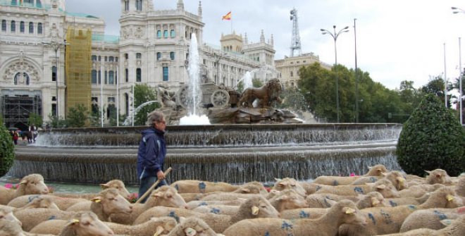 Las ovejas ocupan Madrid